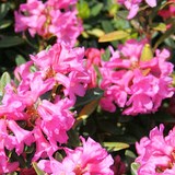 RHODODENDRON - RHODODENDRON SPP - QUESTION 1462