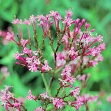 CENTRANTHE ROUGE - CENTRANTHUS RUBER - QUESTION 1481